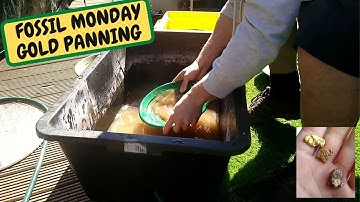 Fossil Mondays Gold Panning, The Search For Gold, Nuggets From My Collection (Snake Island Exotics)