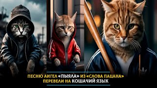 Песню Аигел "Пыяла" из "Слова пацана" перевели на кошачий язык