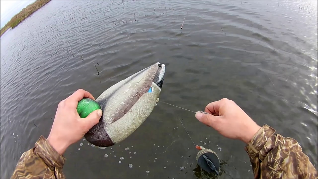 budget duck hunting 2.75 shells close range shooting, public land, teal