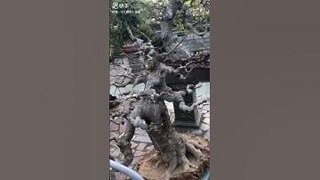 Bonsai Lĩnh Nam - Cây Sếu (Cơm nguội)