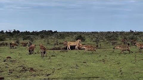 lionesses attack and stealing their food by massive hyena clan video 