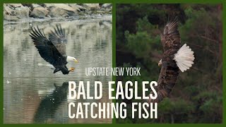 Schoharie County Bald Eagle Pair Catch Fish in Beautiful New York Countryside