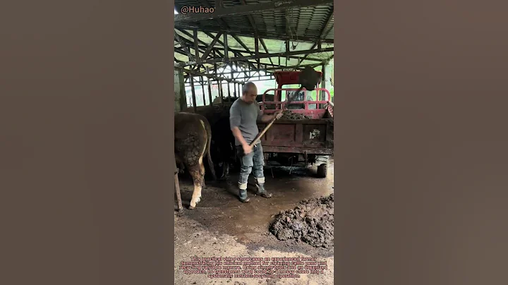 "Smart Cattle Farm Cleanup! Farmer's Efficient Manure Removal System Saves Time & Labor"