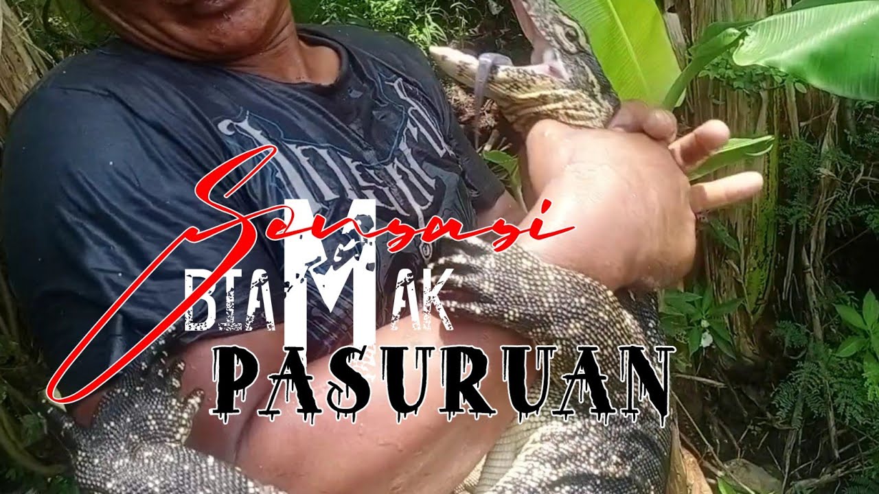 Berburu Biawak biawak Ganas Pasuruan.....