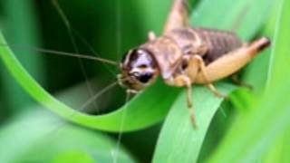 What Do Crickets Eat The Answer Will Surprise You for Sure