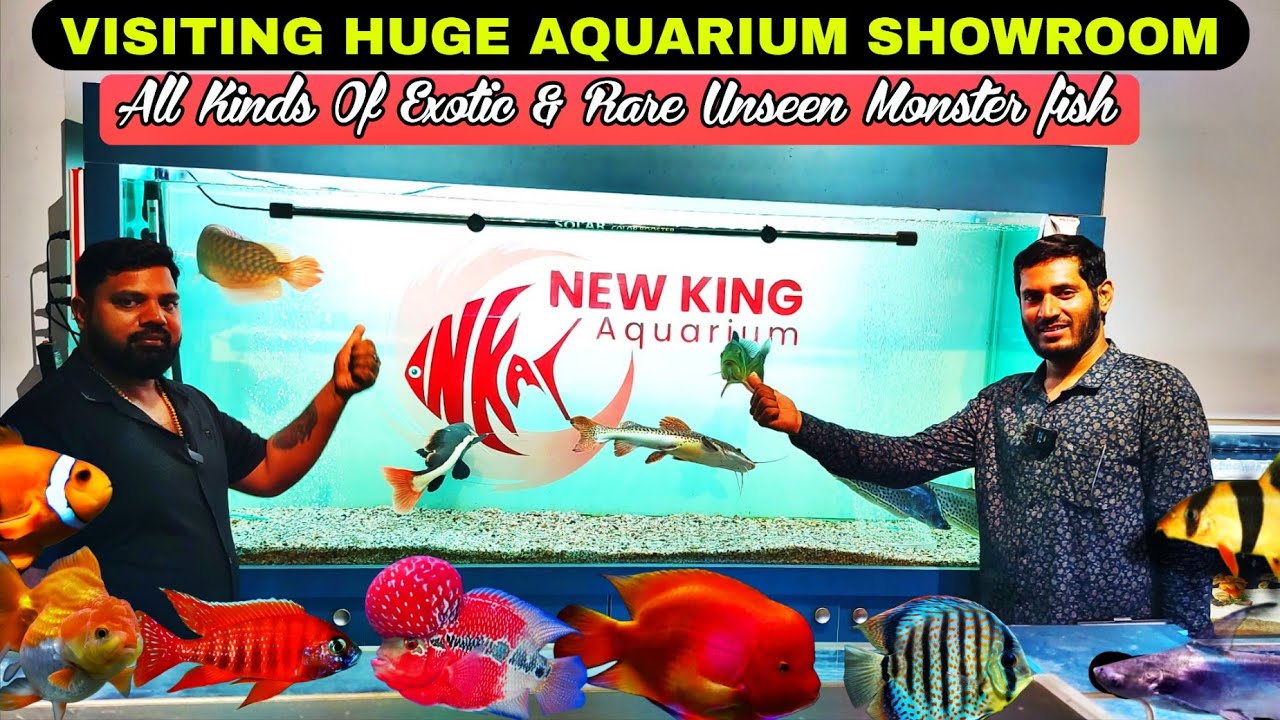 Visiting Biggest Aquarium Shop of India |New  king Aquarium| Goldfish | Cichlids| Arowana|angle fish