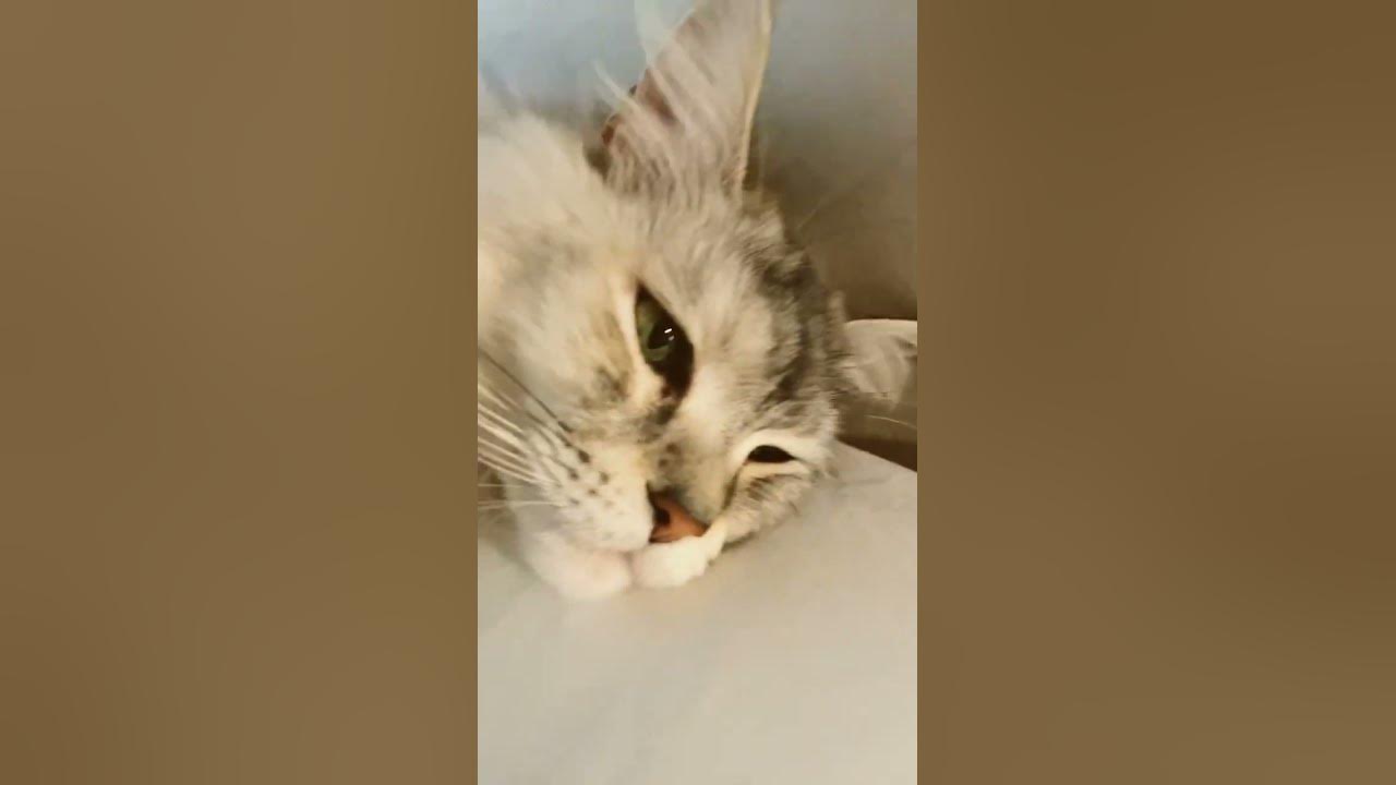 cat-1-vs-cat-2-animals-shorts-cats-transition-lovecats-smooth