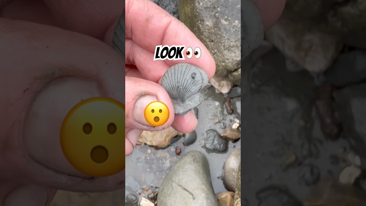 Найдите окаменелую раковину 🐚 ⁉️ 