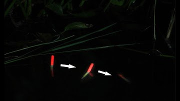 Câu Cá Cần Tay | Cận Cảnh Cá Lôi Mất Phao Hồi Hộp Gay Cấn