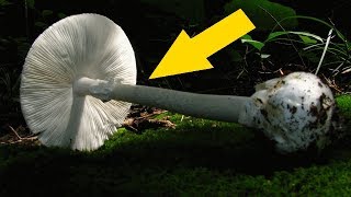 5 Deadliest Mushrooms on Earth