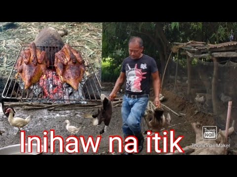 Video: Paano Magluto Ng Isang Makatas Na Pato Sa Isang Mansanas
