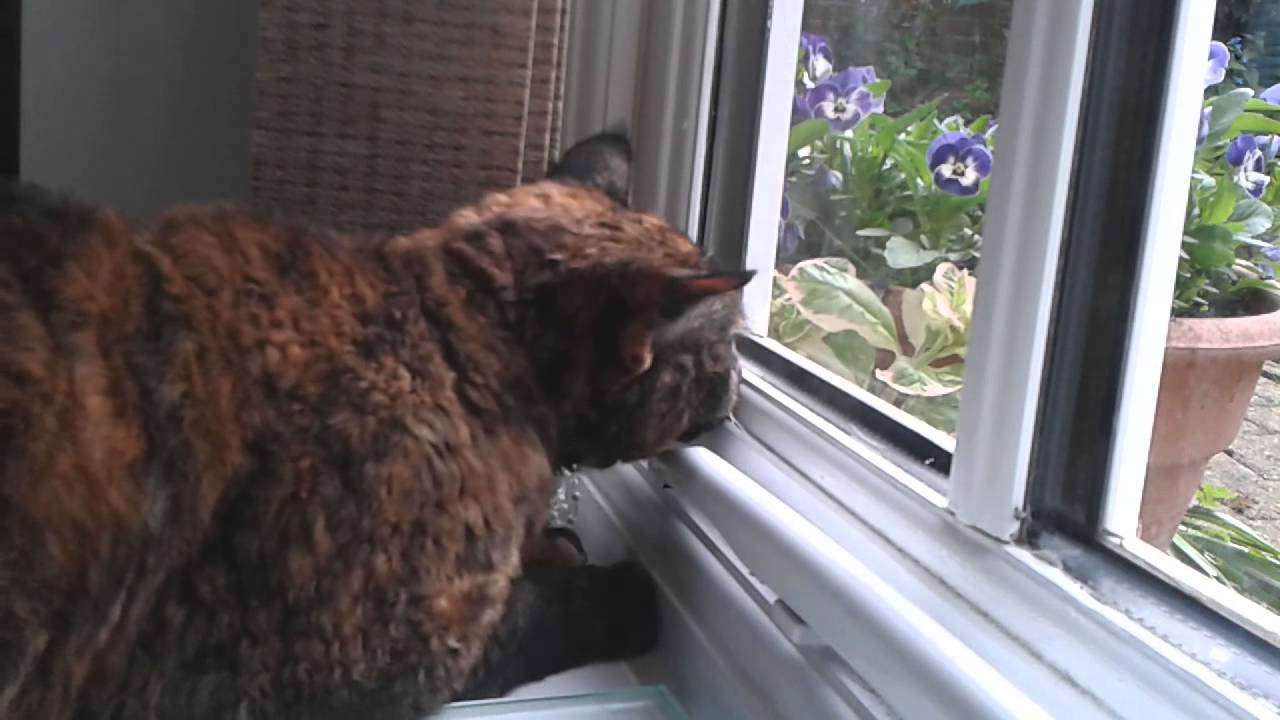 Muppet's ornithological studies