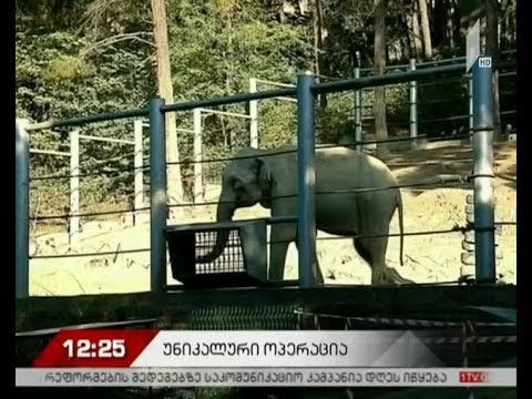 სპილო „გრანდს“ ეშვის ამოღების ურთულესი ოპერაცია უტარდება