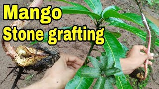 Stone grafting, double grafting in mango,Epicotyl grafting, mango grafting, 100% success method.