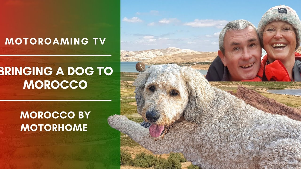 Bringing a dog to Morocco