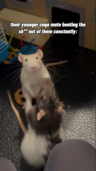 two elderly rats vs their younger cage mate