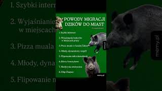 Polskie Memy – Najśmieszniejsze Memy PL | Kompilacja