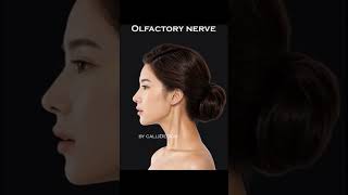 Olfactory Nerve – Medical Animation by callidesign