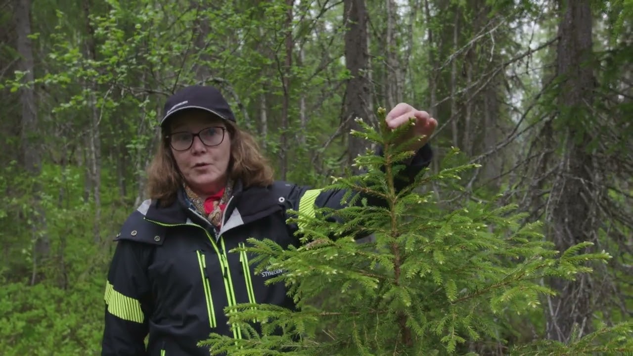 Renskötsel och hyggesfritt i granskog