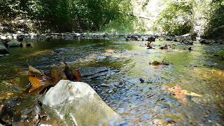 Nature Scene From Stevens Creek 35