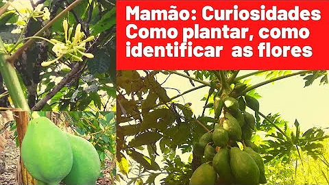 Como são as flores e frutos do mamão?