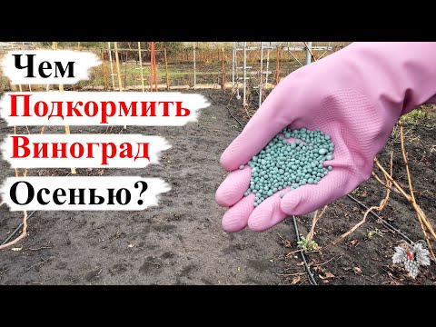 Лучшие УДОБРЕНИЯ для ПОДКОРМКИ Винограда ОСЕНЬЮ!