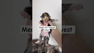 Queen Gaia’s one-week-old kittens! 😻 Which one is your favorite?