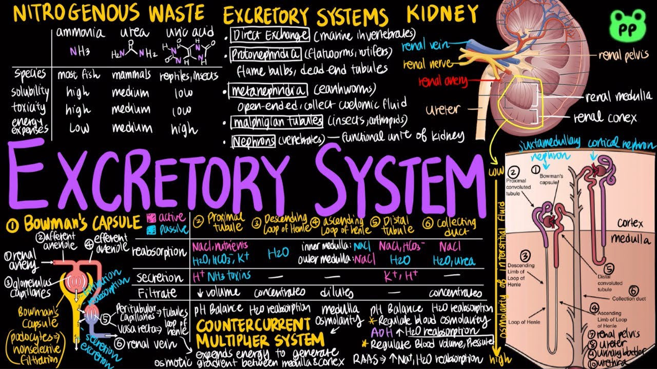 Excretory System | Animal Physiology 05 | Biology | PP Notes | Campbell 8E  Ch. 44 - YouTube