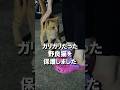 ガリガリだった野良猫を保護しました！ #shorts