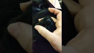 Black cats are ugly and mean (?).       #cats #catvideos #blackcats #viral