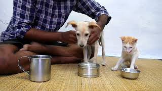 Cute Puppy and Kitten Patiently Sit Waiting Yummy Milk | Cuteness Overload | This is Sembi Epi-23 by The Billi  407 views 1 year ago 3 minutes, 41 seconds