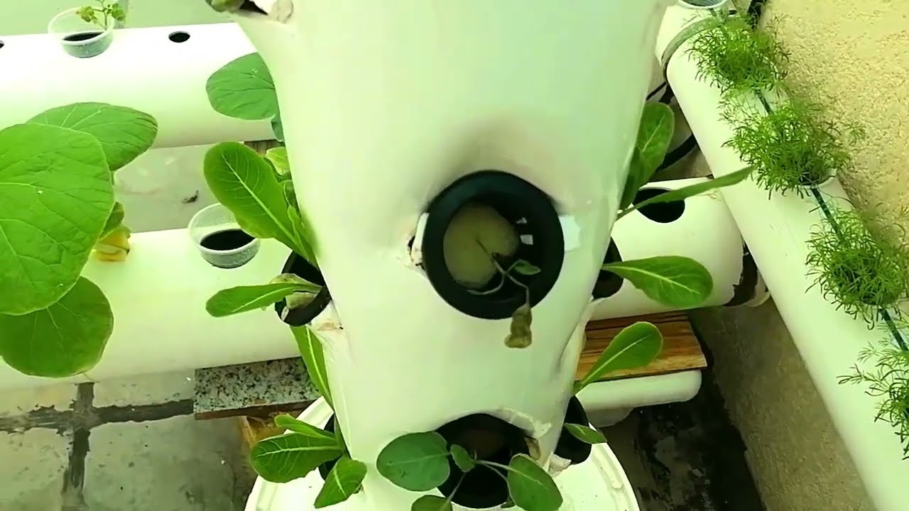 متابعة النباتات المزروعة في نظام برج الزراعة المائية العمودي في 22   9   2023