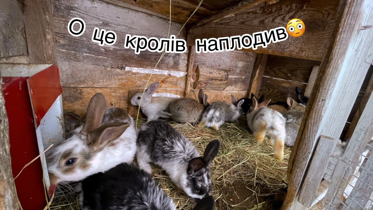 О це наплодив🤭Де тепер їх діти всіх??