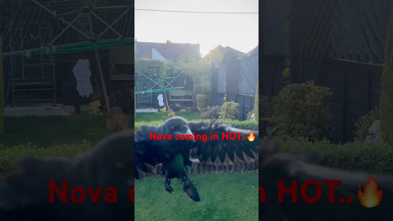 Hot Wings…🔥🪽#