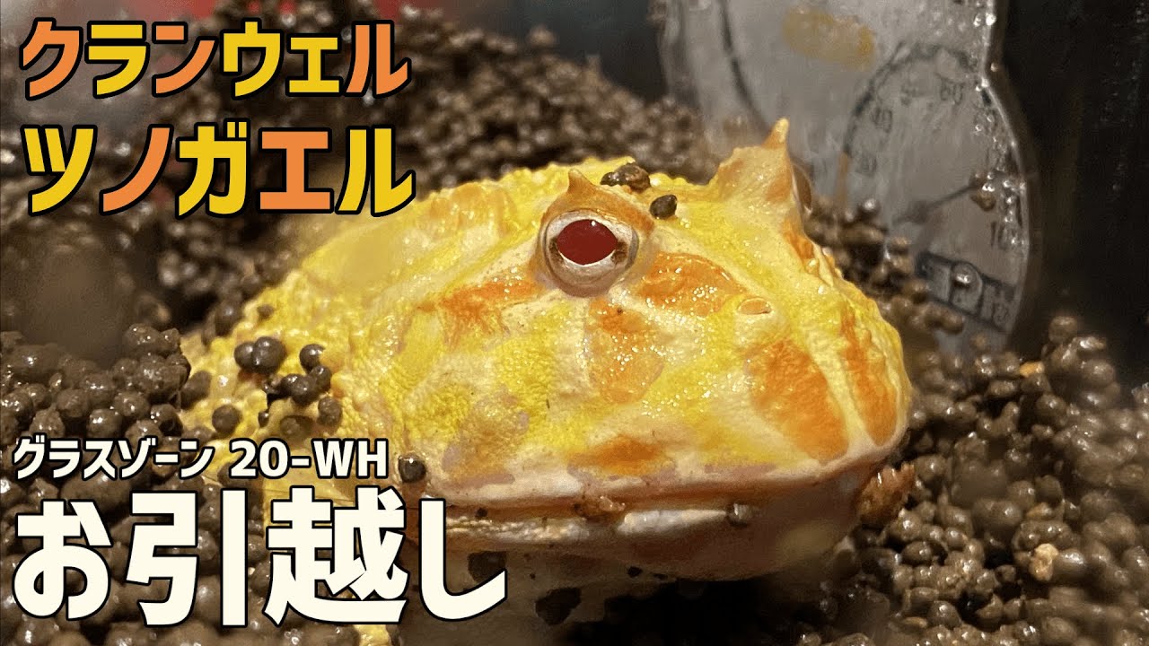 Cranwell's Horned Frog] Moving out of its cramped cage [Glass Zone