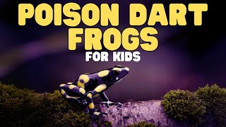 poison dart frogs kids learn cool facts amazing amphibian
