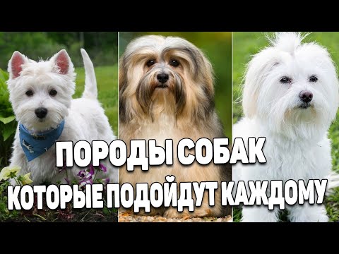 Аллергия На Собак. Что Делать | Гипоаллергенные Породы Собак