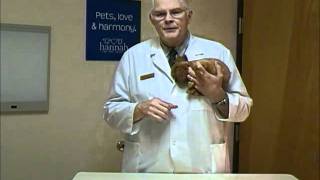 Dog Kisses! Preventing Excessive Licking from Your Dog with Dr Rolan Tripp