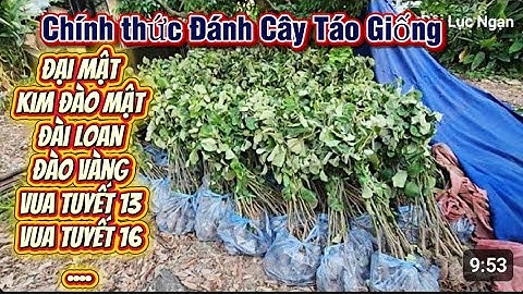 Chính thức Đánh Cây Táo Giống Mùa Trồng 2026 l Núi Đồi Lục Ngạn