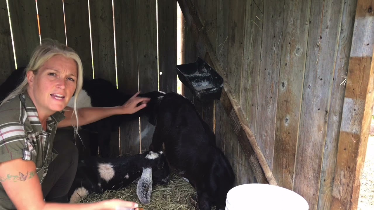 Goat parasite control basics and what you must know