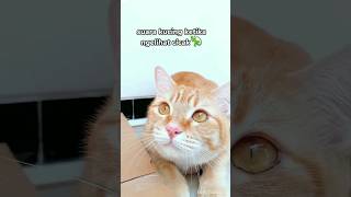 Suara kucing kalo liat cicak 😱