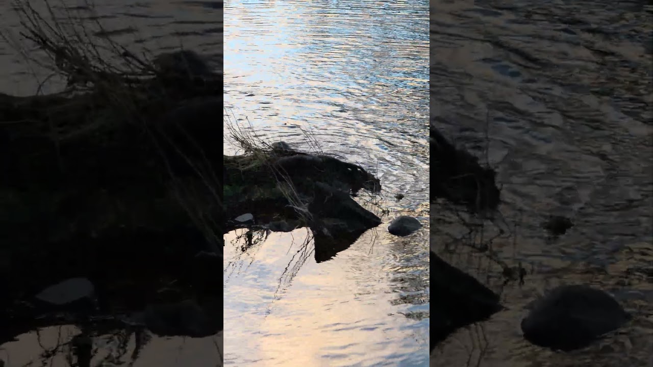 Otters on the River Tay.