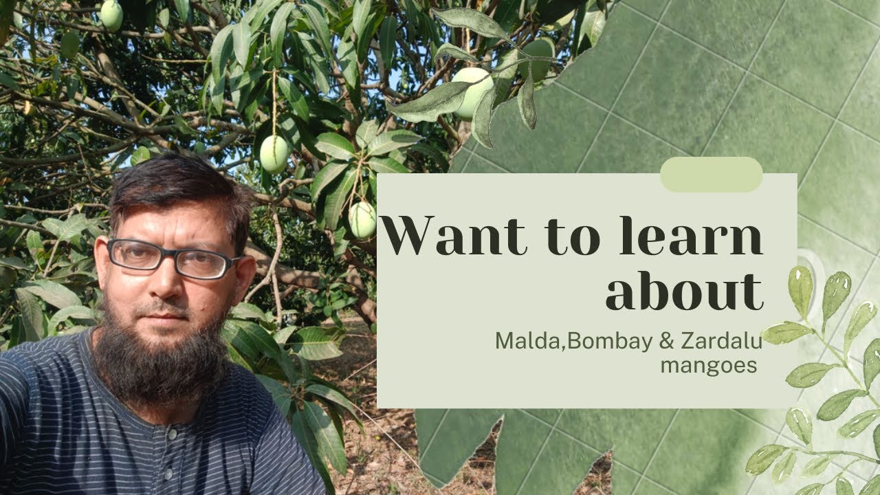 malda-mango-bombay-mango-zardalu-mango-mango-orchard-ustu