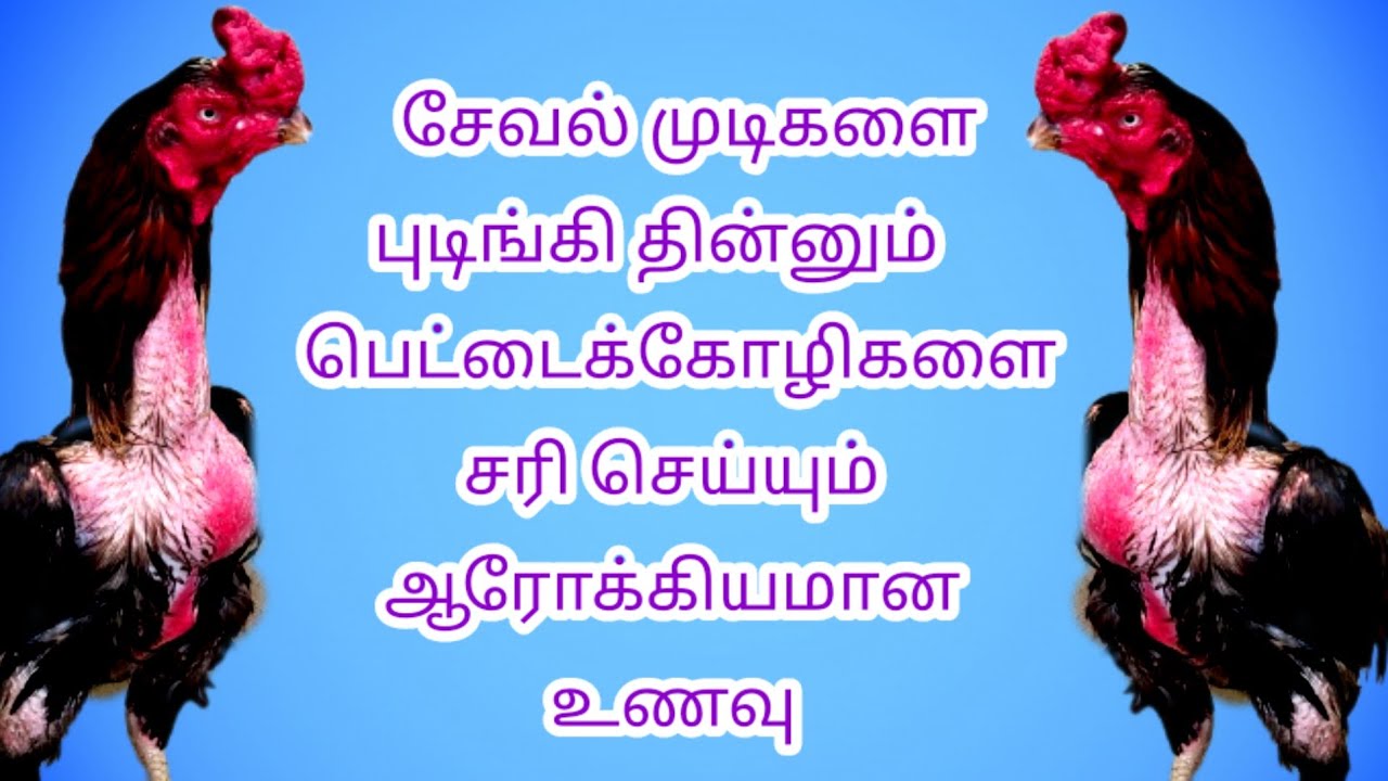 சேவல் முடிகளை பிடுங்கித் தின்னும் பேட்டை கோழிகள் அதை சரி செய்யும் உணவு முறை