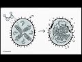 Chemical Control of Germs & Bacteria | How Disinfectants Really Work