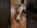 Pup Helps Owner Pack During Move