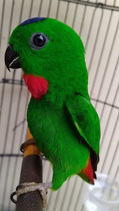 serindit jantan gacor sekali dengar bikin emosi semua burung #serindit #serinditjantan