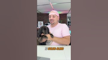 Thumbnail of Is My Dog Colorblind? Kiki's Funny Reaction!