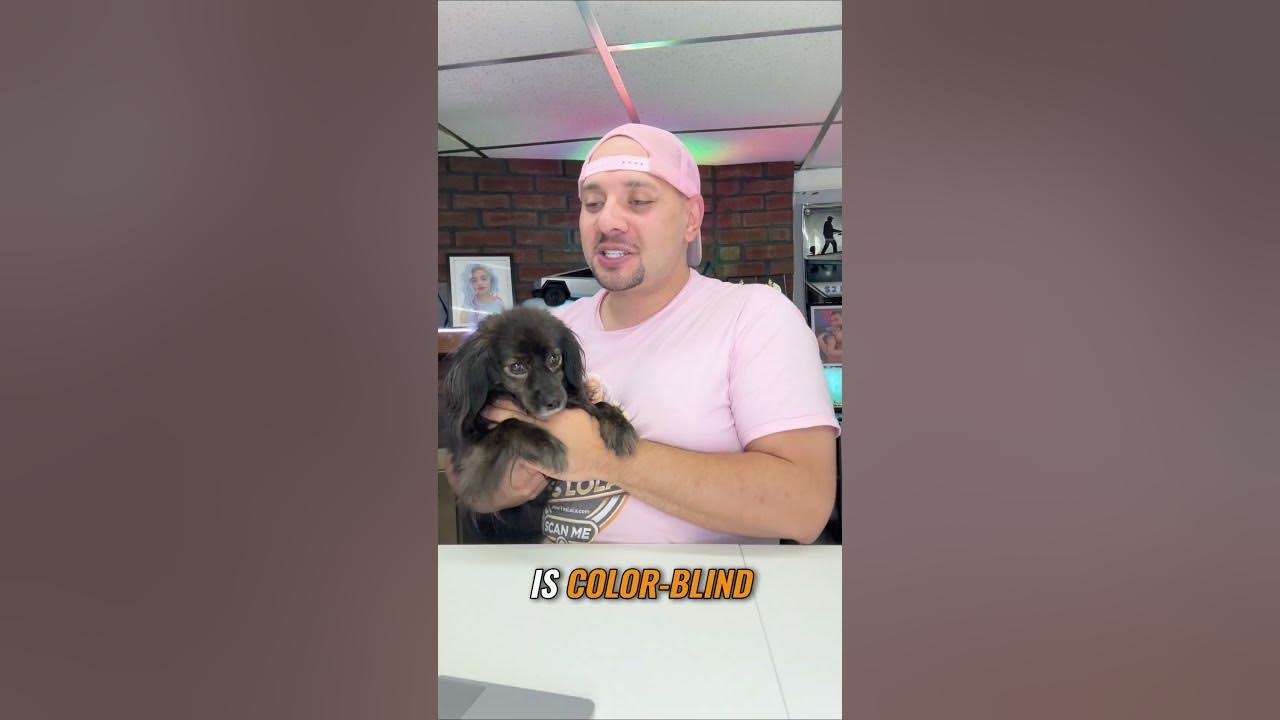 Is My Dog Colorblind? Kiki's Funny Reaction!