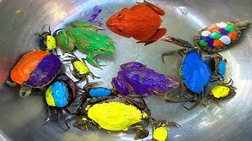 Kem Ốc và cua Chanel lái xe công nông đuổi theo con cua, máy xúc, máy cẩu, rùa màu sắc, con ếch, vịt